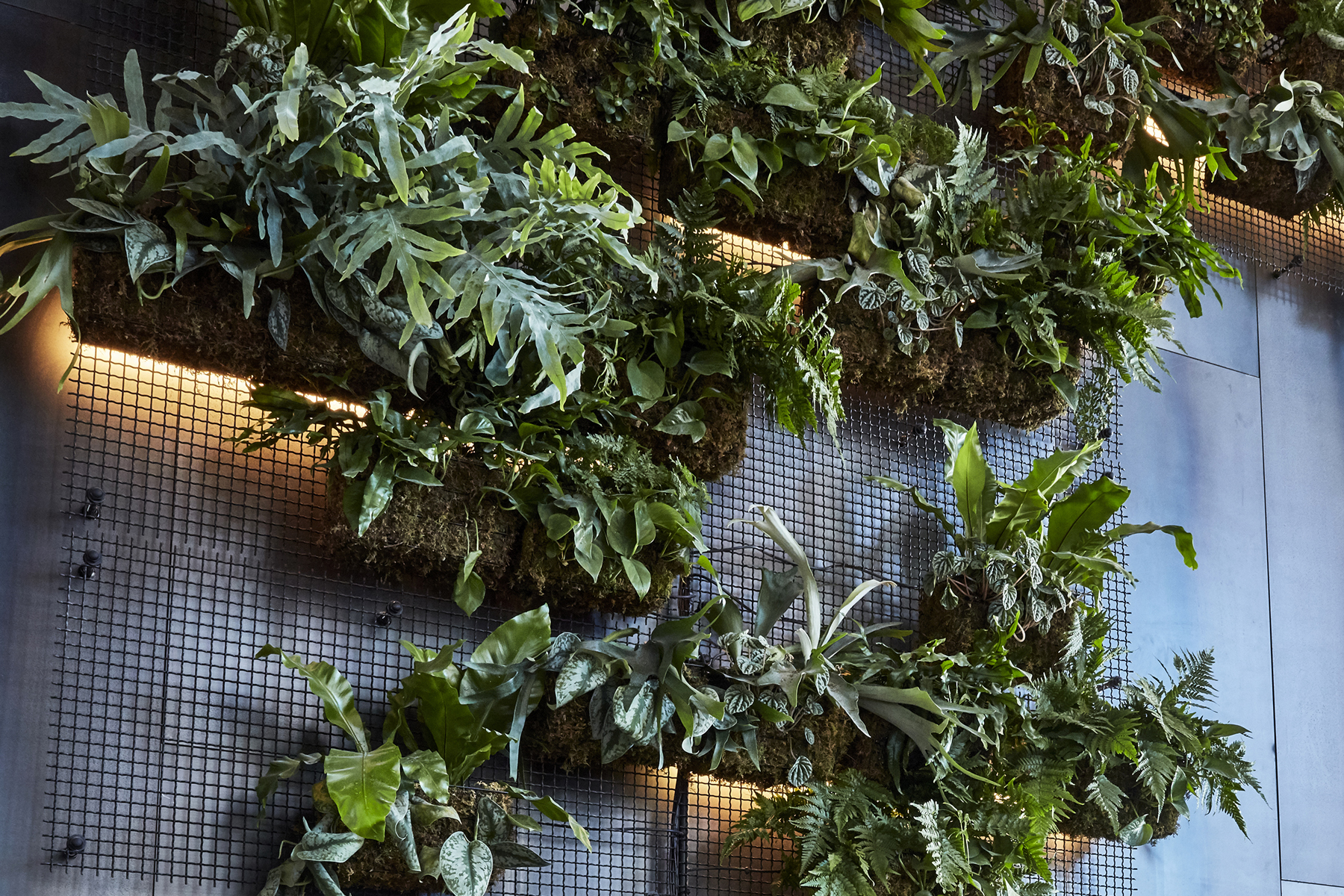 Wall-planting
